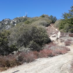 Manzanita Ridge - The view uphill from the Manzanita Ridge bench. Heading towards Mt Wilson