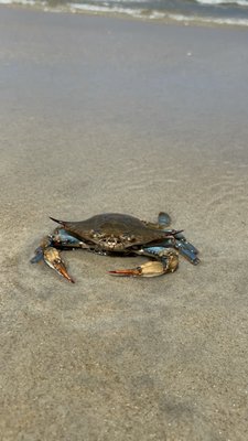 Oregon Inlet Campground by null