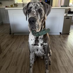 Shine Mobile Grooming - Tucker