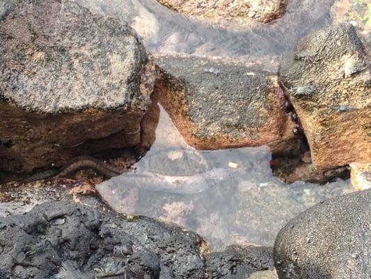 Kona Tiki Hotel by null