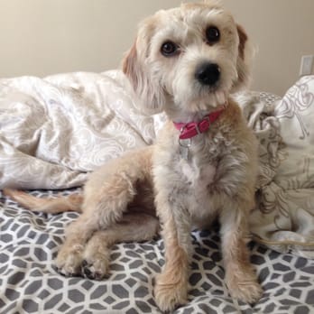 Bubbles Pet Spa - Thanks Natalie!!! Molli loves her trim! - Pet Groomers Near Me - Encino, California Bubbles Pet Spa - Thanks Natalie!!! Molli loves her trim! - Pet Groomers Near Me - Encino, California
