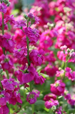 CORNELIUS NURSERY with 15 Reviews & 48 Photos - 6720 Hwy 90A, Sugar