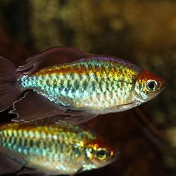 Ernie's Seven Seas Aquariums