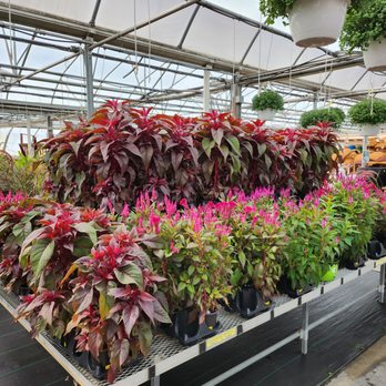 Deneweth's Garden Center - Nurseries & Gardening Near Me - Macomb, Michigan