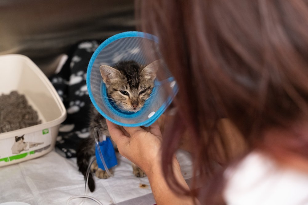 FIREHOUSE ANIMAL HEALTH CENTER LEANDER Updated August 2024 61 Photos & 69 Reviews 3501 N