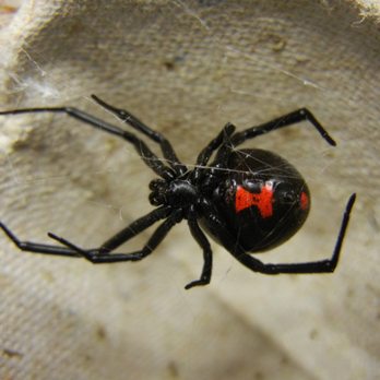 El Valle Pest Control - Adult female black widow. Spider control and web removal by El Valle Pest Control. - Pest Control Near Me - El Paso, Texas