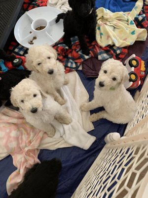 White or Blue Puppies Available Now! - 7 puppies available now!
About the Puppies:
Enrichment & Socialization: Puppies must be protected against Parvo, so until the vet gives clearance that they are safe to walk in public, they stay on my property. They will have visitors like my grandkids and play with house dogs. I'll also introduce grooming and common household noises like a hairdryer noise and vacuum. I utilize the following enrichment methods: Various Surfaces, Household Desensitization, Basic Manners, Crate Training.
Health: Puppies are vaccinated, dewormed, and health certified by their veterinarian.
Health Guarantee: We offer a 1 year health guarantee.
Included with Puppy: We send our puppies home with a AKC Registration. White or Blue Puppies Available Now! - 7 puppies available now!
About the Puppies:
Enrichment & Socialization: Puppies must be protected against Parvo, so until the vet gives clearance that they are safe to walk in public, they stay on my property. They will have visitors like my grandkids and play with house dogs. I'll also introduce grooming and common household noises like a hairdryer noise and vacuum. I utilize the following enrichment methods: Various Surfaces, Household Desensitization, Basic Manners, Crate Training.
Health: Puppies are vaccinated, dewormed, and health certified by their veterinarian.
Health Guarantee: We offer a 1 year health guarantee.
Included with Puppy: We send our puppies home with a AKC Registration.