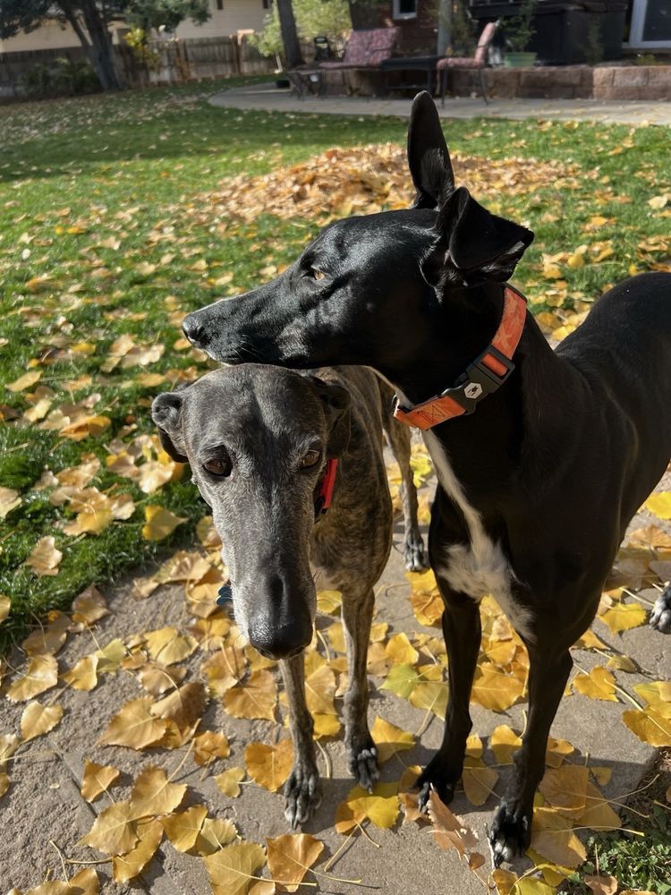 Barking Bonds - pet boarding facility in Fort Collins, CO