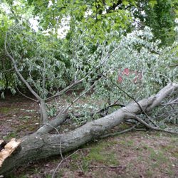 Tree Services In Netcong Yelp Tree Services In Netcong Yelp