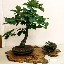 Sei Boku Bonsai Kai - DAIMYO OAK (quercus dentata) by Jerry Carpenter, Acorn was panted January 1960