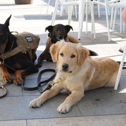 Canine Revolution Dog Training
