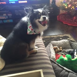 Wagly Veterinary Hospital & Pet Campus - Bellevue