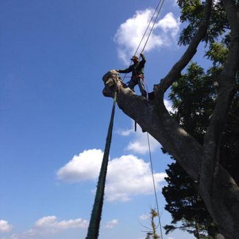 Little Scotts Tree Care - Tree Services Near Me Little Scotts Tree Care - Tree Services Near Me