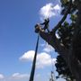 Photo of Little Scotts Tree Care