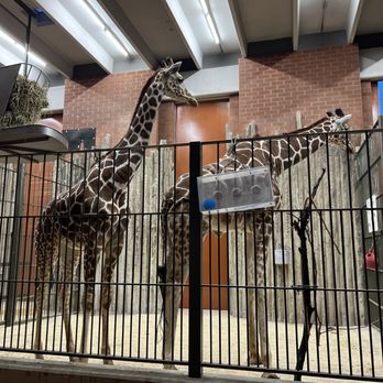 Denver Zoo - Giraffes - Zoos Near Me - Denver, Colorado