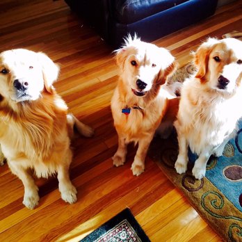 Perfect Paws - Miss Gracie all smiles in the middle of her new besties! - Pet Training Near Me - Newton, Massachusetts Perfect Paws - Miss Gracie all smiles in the middle of her new besties! - Pet Training Near Me - Newton, Massachusetts