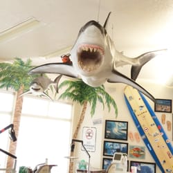 Chris Cusimano Orthodontics - How many teeth does a shark have?