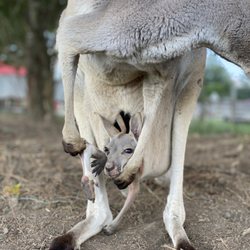 Cockrill’s Country Critters - New baby Roo