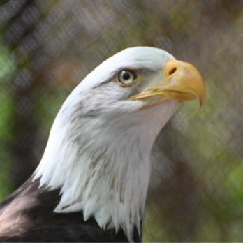 Minnesota Zoo - Bald eagle - Zoos Near Me - Apple Valley, Minnesota Minnesota Zoo - Bald eagle - Zoos Near Me - Apple Valley, Minnesota