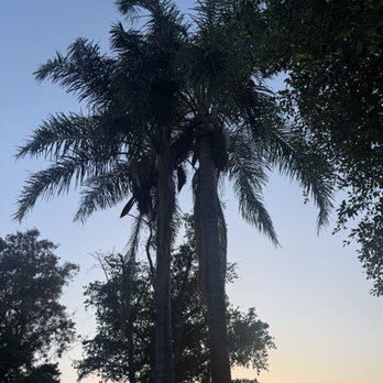Gastelum Tree Service - Trees before - Tree Services Near Me