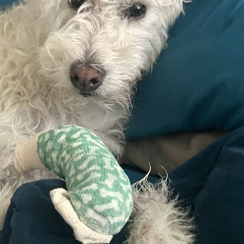 Rainbow Veterinary Hospital - Buddy recovering at home after his surgery at the Rainbow Vet pet hospital. - Veterinarians Near Me - Burbank, California Rainbow Veterinary Hospital - Buddy recovering at home after his surgery at the Rainbow Vet pet hospital. - Veterinarians Near Me - Burbank, California