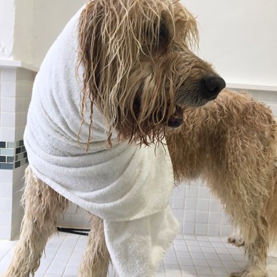 Dogue Grooming & Pet Boutique by null