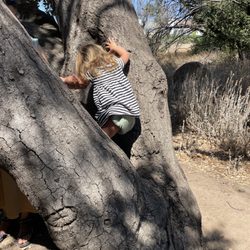 Wild Things Outdoor Learning - Climbing trees