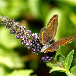 Blumenwelt Aytekin Ciplak