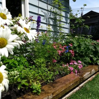 Spruced Up - Variety of colours and bloom times - good destination for butterflies and bees - Landscaping Near Me - Toronto, Ontario Spruced Up - Variety of colours and bloom times - good destination for butterflies and bees - Landscaping Near Me - Toronto, Ontario