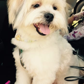 The Spaw - Toppers first visit was an AMAZING one! to the Spaw! - Pet Groomers Near Me - Tustin, California The Spaw - Toppers first visit was an AMAZING one! to the Spaw! - Pet Groomers Near Me - Tustin, California