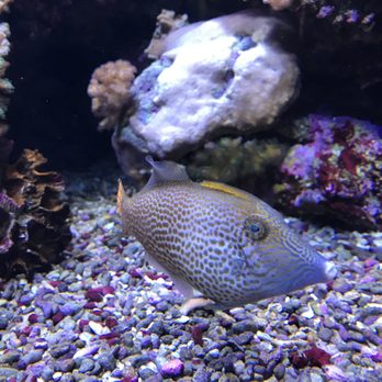 Seattle Aquarium - Aquariums Near Me - Seattle, Washington