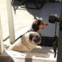 Photo of Ace Pet Services