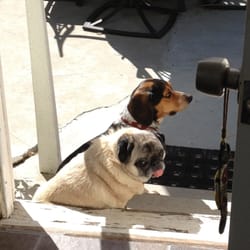 Ace Pet Services - Max and Ace sunbathing