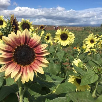 Aloun Farms - Farms Near Me - Kapolei, Hawaii