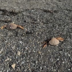 Camano Island State Park