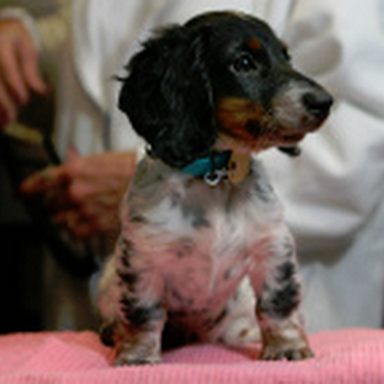 Flushing Veterinary Hospital - Veterinarians Near Me - Flushing, New York Flushing Veterinary Hospital - Veterinarians Near Me - Flushing, New York
