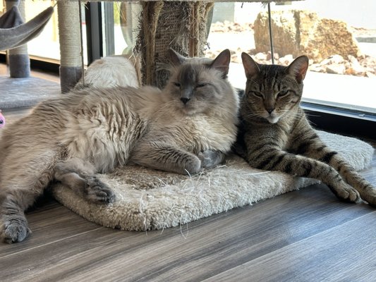 Rescued Treasures Cat Cafe by PALnv by null