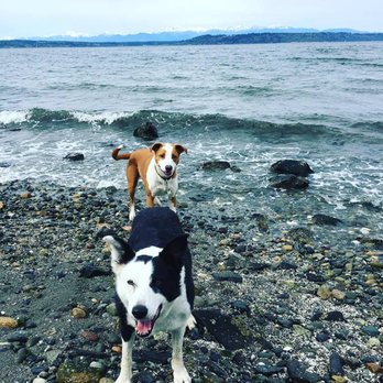 Puget Paws - We love the Puget Sound!! - Dog Walkers Near Me - Mountlake Terrace, Washington Puget Paws - We love the Puget Sound!! - Dog Walkers Near Me - Mountlake Terrace, Washington
