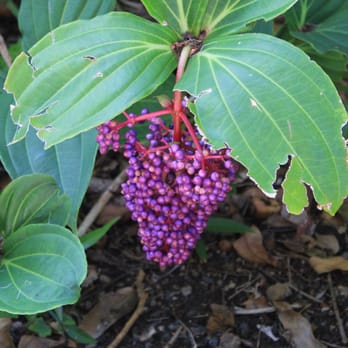 Jardin Botanico - berries - Parks Near Me - Puerto de la Cruz, TF