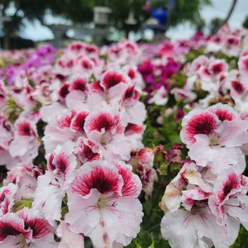 The Flower Fields - Venues & Event Spaces Near Me - Carlsbad, California The Flower Fields - Venues & Event Spaces Near Me - Carlsbad, California
