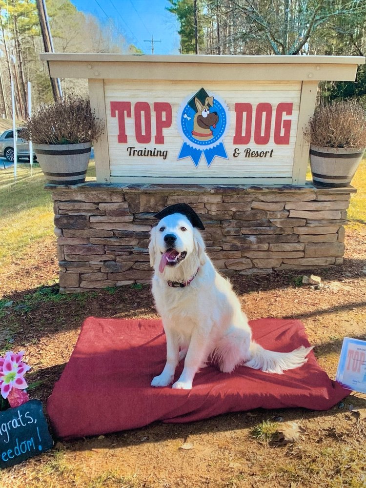 TOP DOG TRAINING AND RESORT Updated October 2024 16 Reviews 2112 Orange Grove Rd