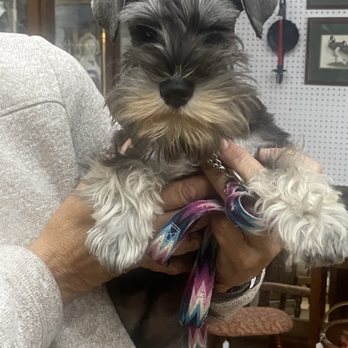 Mount Pilot Antique - The cutest 16 week old schnauzer I've ever seen was visiting the store yesterday - Antiques Near Me - Pilot Mountain, North Carolina