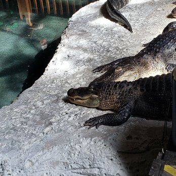 Paragon Casino Resort - Dem gators - Casinos Near Me - Marksville, Louisiana