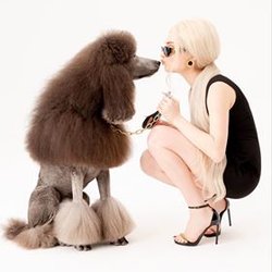 Oscar Nails - They are real stars and love standard poodles !