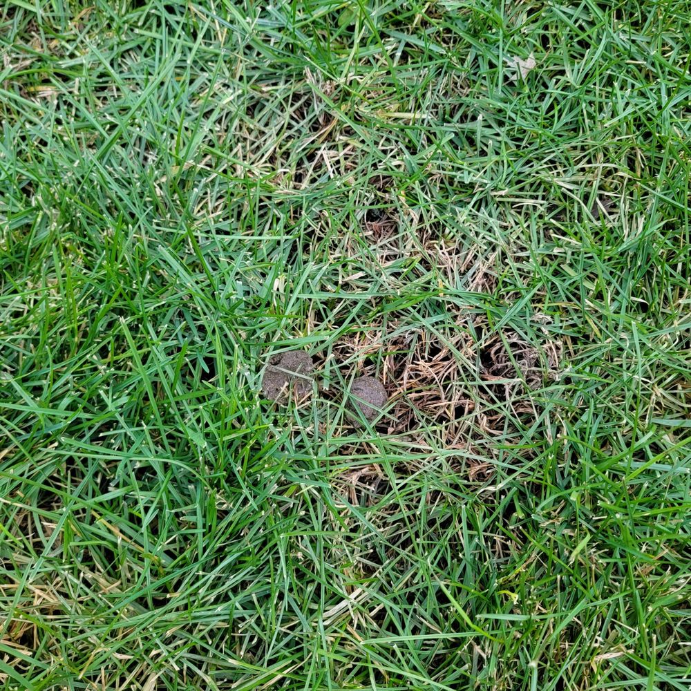 POOP 911 MINNEAPOLIS/ST PAUL Updated August 2024 Request a Quote 18 Photos & 19 Reviews