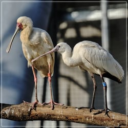 Parc Zoologique de Paris - Prise de vue - Nov. 2015  Photo © Constantin Sarafian