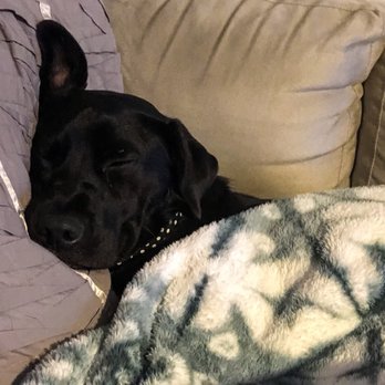 Chateau Poochie - Sleepy Remi - Pet Groomers Near Me - Pompano Beach, Florida