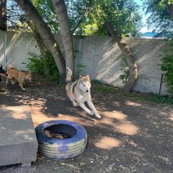 Rexpointe Kennels - Dog