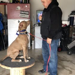 Champion K-9 Dog Training