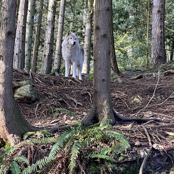 Predators of The Heart - Wolf - Community Service/Non-Profit Near Me - Anacortes, Washington Predators of The Heart - Wolf - Community Service/Non-Profit Near Me - Anacortes, Washington